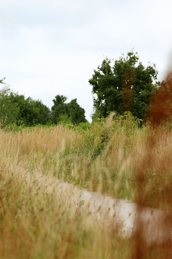 lopen in de duinen